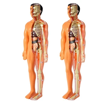 2X 3D модел на анатомията на човешкото тяло, детска пластмасова играчка-скелет на 